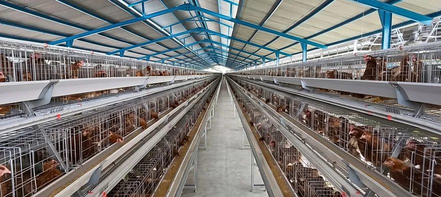 Lorong kandang ayam petelur tipe A bertingkat berisi ayam di Cilaku, Cianjur
