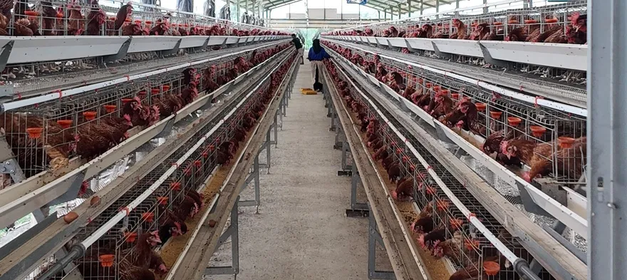 Lorong kandang ayam petelur tipe A model A380 di Cikalong, Cianjur