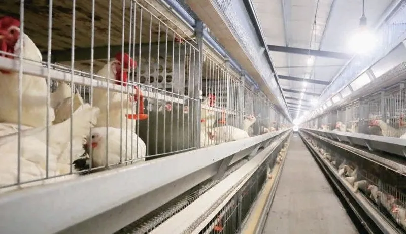 Kandang ayam jantan dan betina tipe H model GM2400