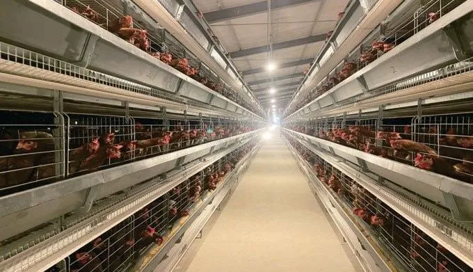 Kandang ayam petelur tipe H model H1200