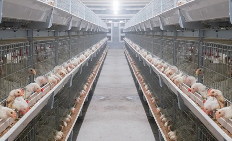 Kandang ayam pedaging (broiler) tipe H bertingkat