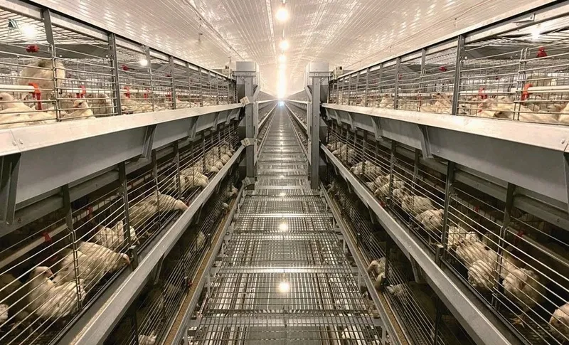 Kandang ayam dara (pullet) tipe H model E10