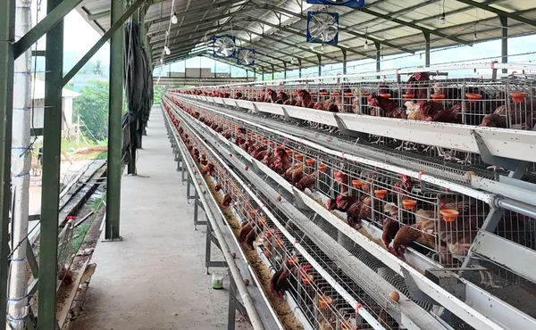 Lorong kandang ayam petelur tipe A berisi ayam di proyek Cikalong, Cianjur