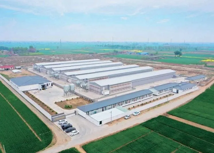Foto udara kompleks kandang ayam petelur, proyek Valencia, Spanyol