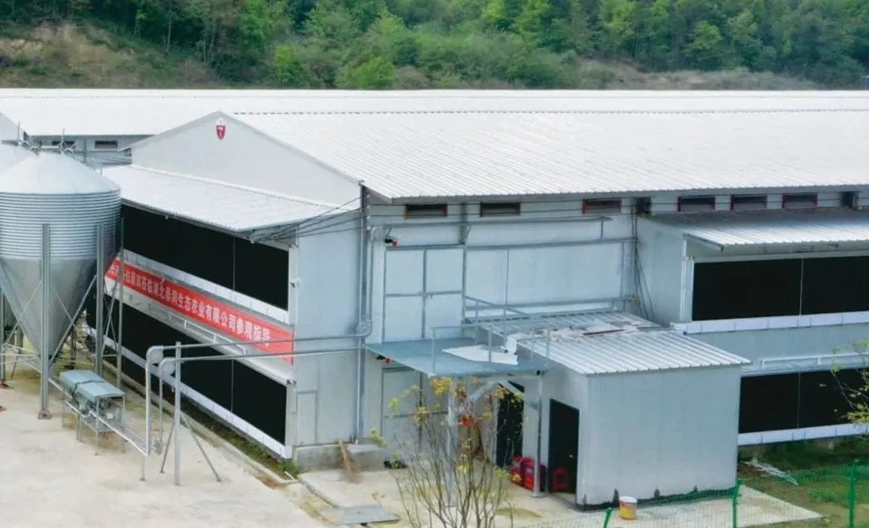 Bangunan kandang ayam indukan dan silo pakan di proyek Zhoukou, Henan